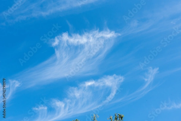 Fototapeta white wind blown clouds in a blue sky