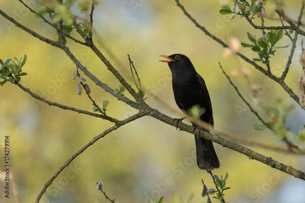 Fototapeta Singing Bird