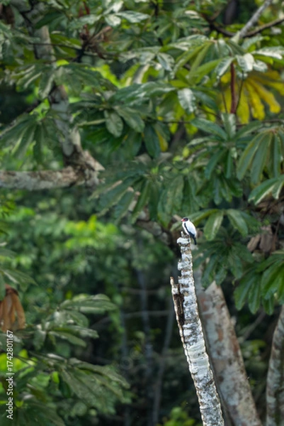 Obraz Bird in Amazon Rain Forest