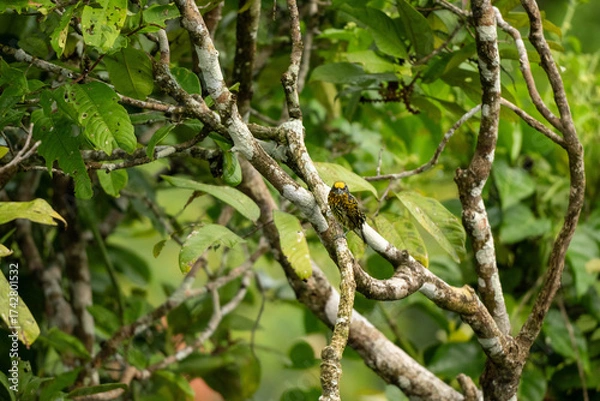 Fototapeta bird on a branch