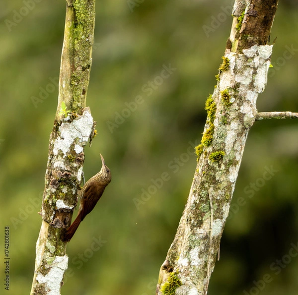 Obraz bird on a tree