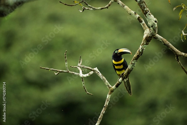 Obraz Toucan in tree 