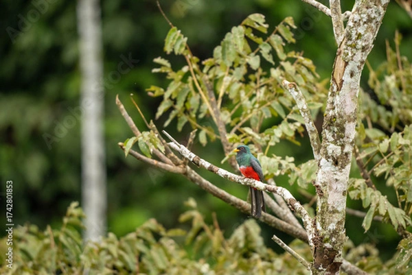 Obraz bird on a branch