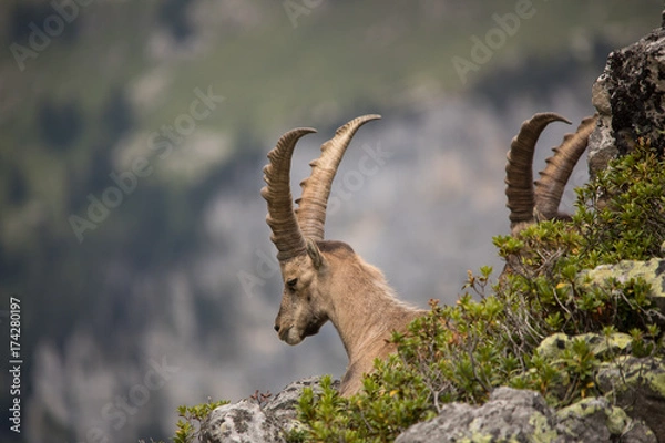 Fototapeta Steinbock