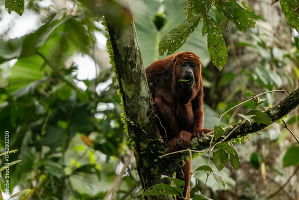 Obraz howler monkey in the tree