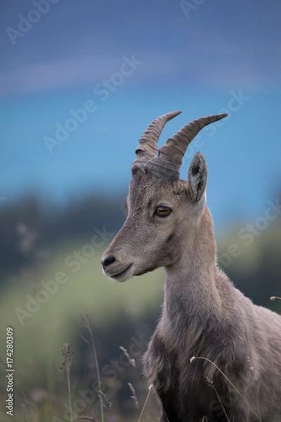 Fototapeta Steinbock