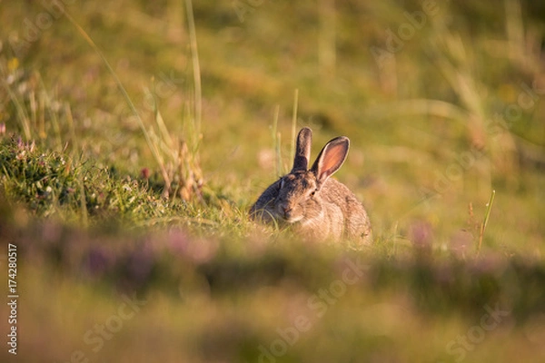 Fototapeta Scottish Rabbit
