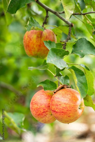 Fototapeta Red apples on the tree