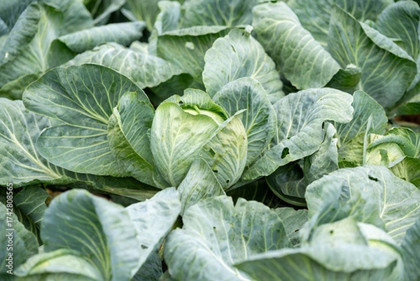 Obraz Ripe cabbage in a garden