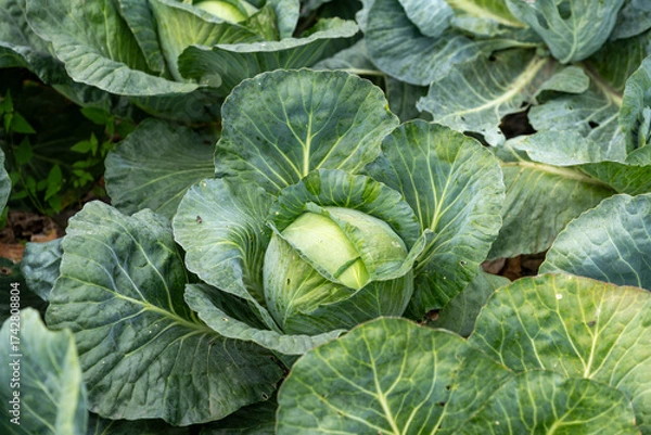 Obraz Ripe cabbage in a garden