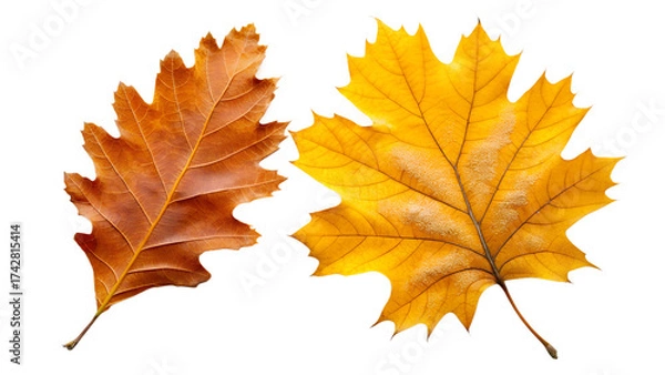 Obraz Overlapping Orange Oak and Yellow Birch Leaves