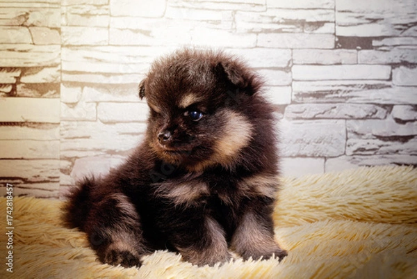 Fototapeta A cute little Pomeranian puppy is sitting on a soft orange blanket