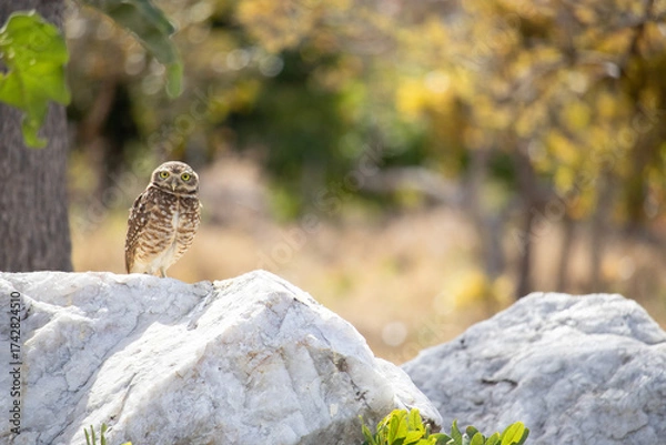 Obraz The Athene cunicularia or Speotyto cunicularia, commonly known as the burrowing owl or simply the burrowing owl, is an American bird of prey, of the Strigidae family.