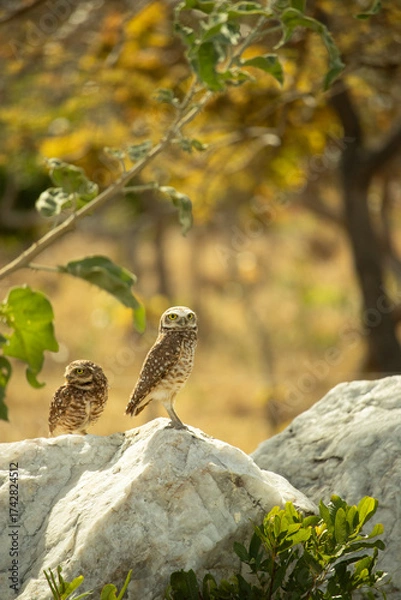 Obraz The Athene cunicularia or Speotyto cunicularia, commonly known as the burrowing owl or simply the burrowing owl, is an American bird of prey, of the Strigidae family.