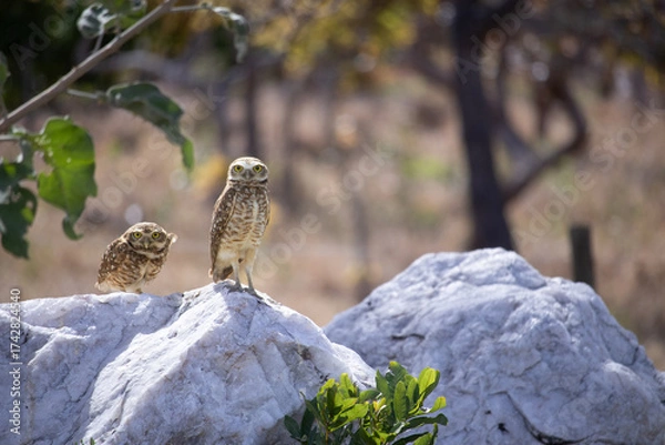 Obraz The Athene cunicularia or Speotyto cunicularia, commonly known as the burrowing owl or simply the burrowing owl, is an American bird of prey, of the Strigidae family.