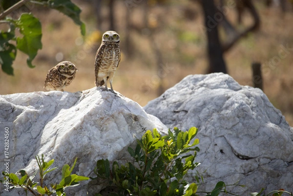 Obraz The Athene cunicularia or Speotyto cunicularia, commonly known as the burrowing owl or simply the burrowing owl, is an American bird of prey, of the Strigidae family.