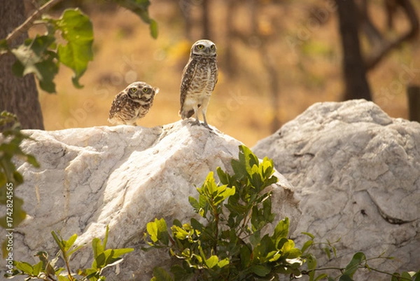 Obraz The Athene cunicularia or Speotyto cunicularia, commonly known as the burrowing owl or simply the burrowing owl, is an American bird of prey, of the Strigidae family.