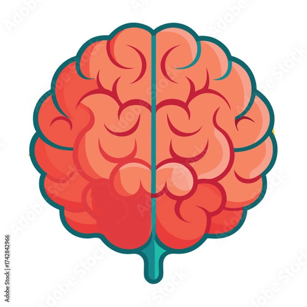 Fototapeta human brain anatomy