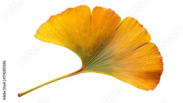 Obraz yellow flower isolated on white background