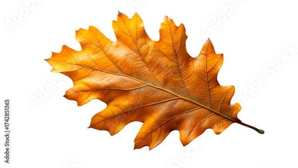 Obraz maple leaf isolated on white