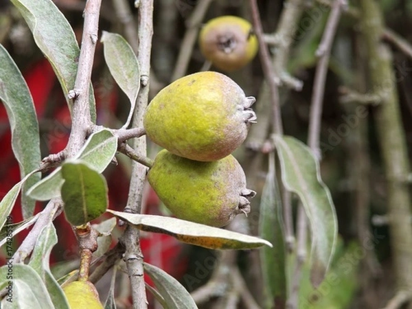 Obraz Weidenblättrige Birne