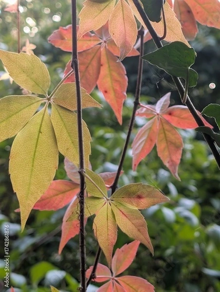Fototapeta Kein Durchblick