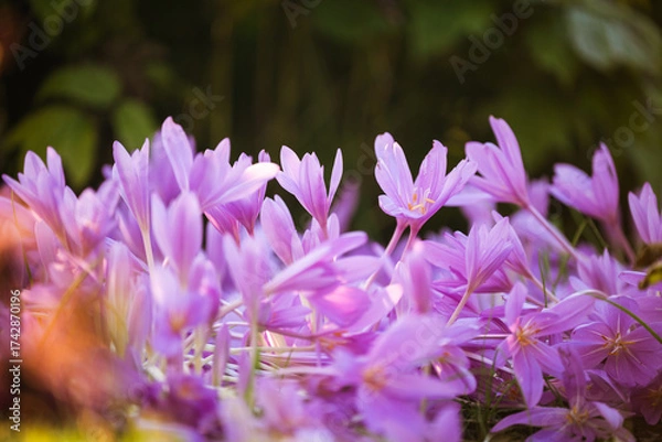Fototapeta Autumn flowers in park. Colchicum autumnale (crocus) blooms in October at sunset light, closeup view. 