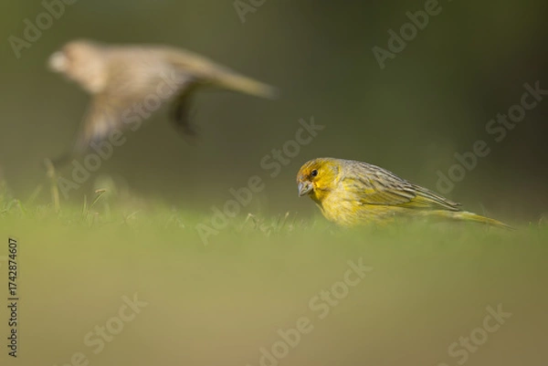 Obraz Where is she going