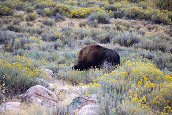 Obraz Antelope Island State Park