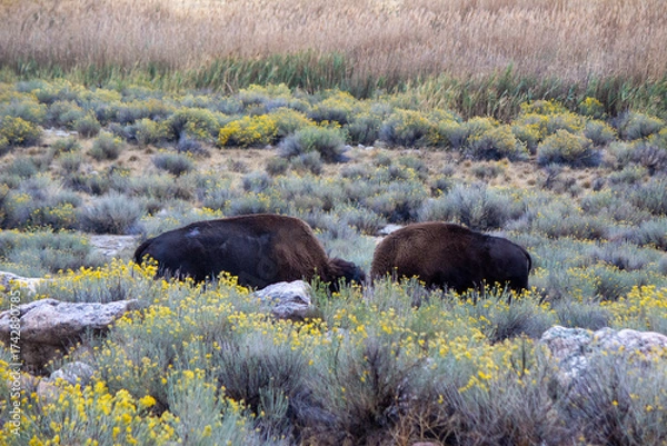 Obraz Antelope Island State Park