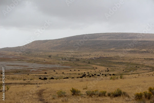 Obraz Antelope Island State Park