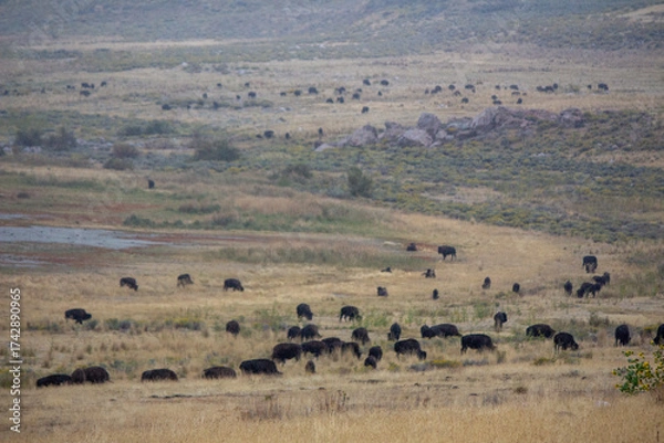 Obraz Antelope Island State Park