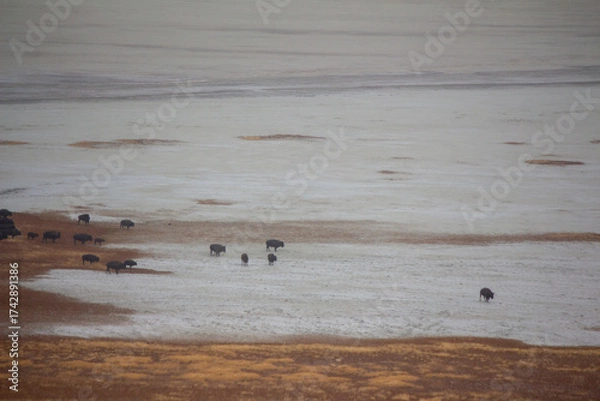 Obraz Antelope Island State Park