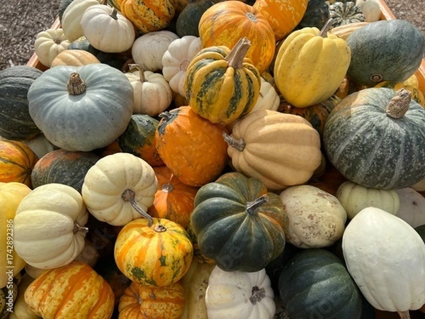 Fototapeta Closeup of a pile of assorted decorative pumpkins at a farmer market. The display captures the rich colors and textures of autumn harvest of perfect imperfect produce.