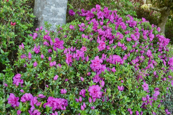 Obraz purple azalea flowers in the garden