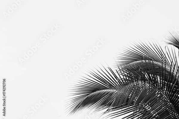 Fototapeta palm coconut leaf - monochrome