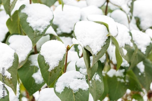 Obraz First snow on the leaves