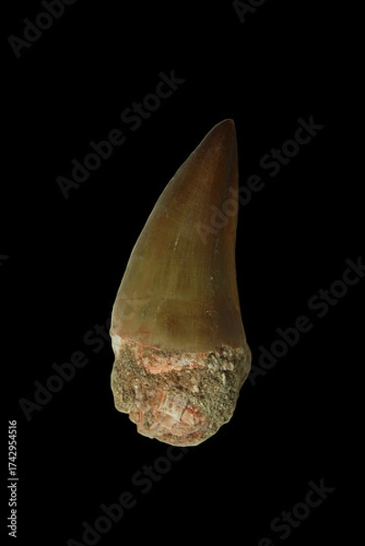 Fototapeta Fossil Tooth of a Mosasaurus from the Late Cretaceous Period found in Morocco
