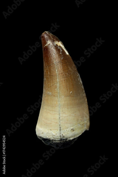 Fototapeta Fossil Tooth of a Mosasaurus from the Late Cretaceous Period found in Morocco
