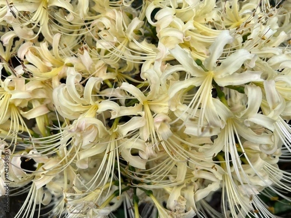 Obraz 秋の花壇に咲く白いヒガンバナ、曼珠沙華