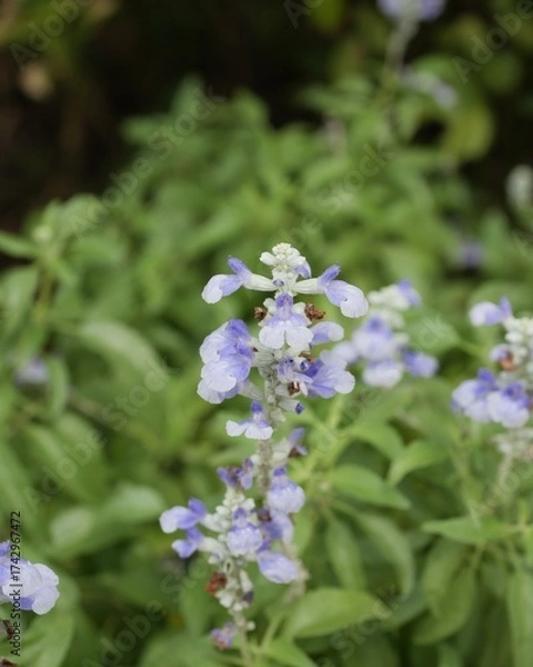 Fototapeta ブルーサルビア（サルビア・ファリナセア）