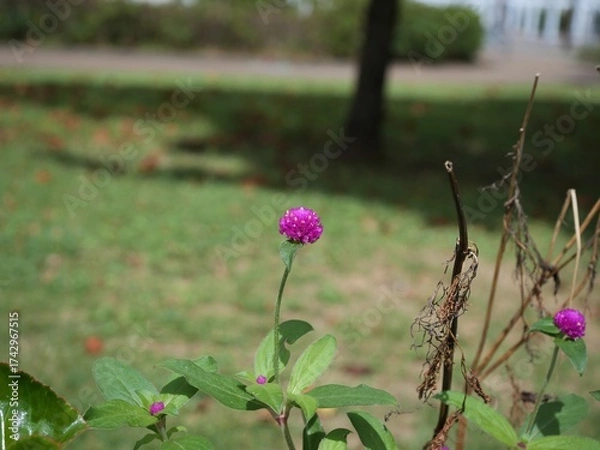 Obraz センニチコウ