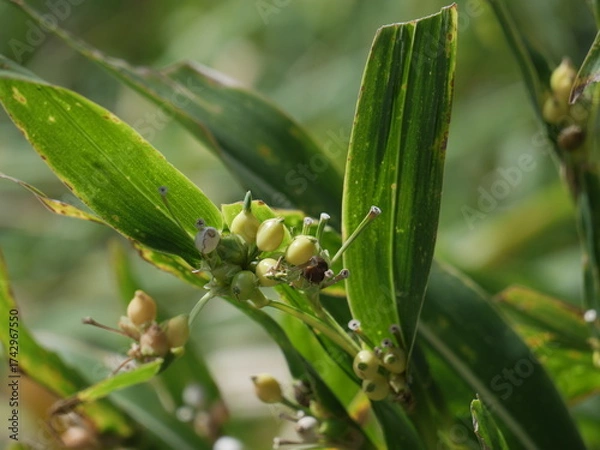 Obraz ジュズダマ