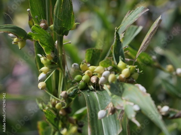 Obraz ジュズダマ