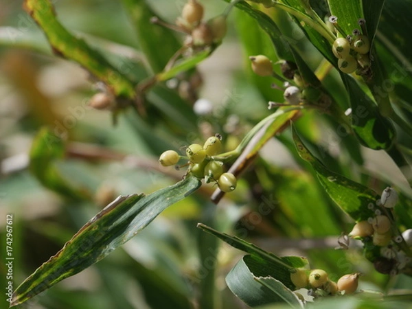 Fototapeta ジュズダマ