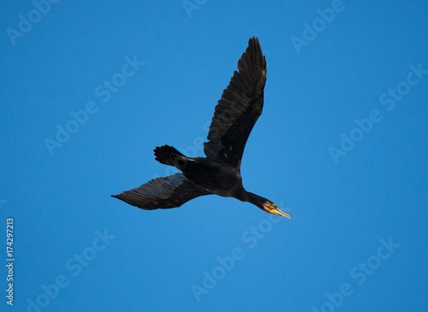 Fototapeta cormorano