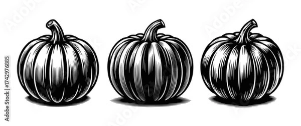 Obraz Three Pumpkins Vintage Engraving