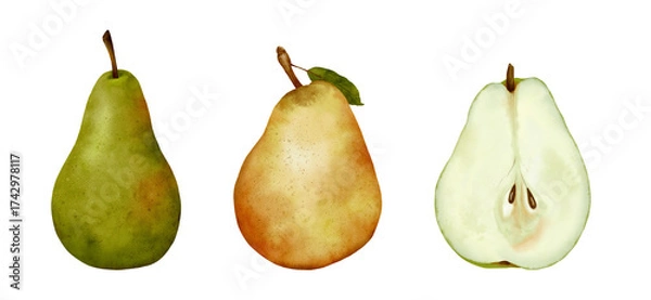 Fototapeta watercolor drawing pears isolated at white background, hand drawn botanical illustration