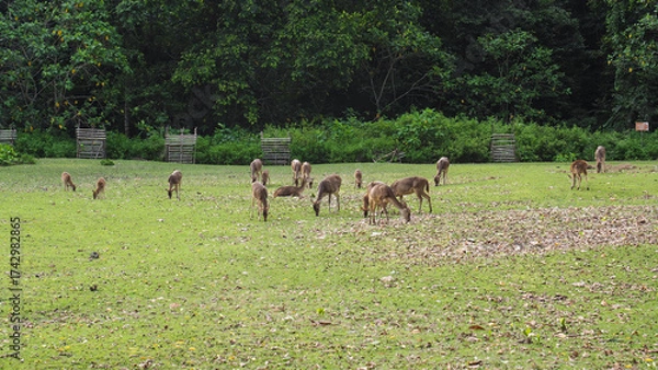 Obraz Herd of deer grazing peacefully in a lush green meadow near dense forest
