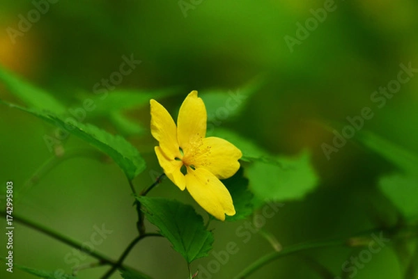 Fototapeta 日陰に咲く一重のヤマブキ一輪